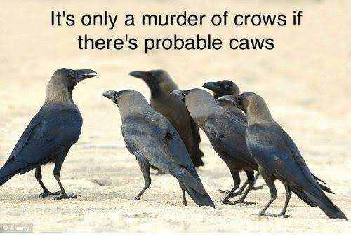 crows