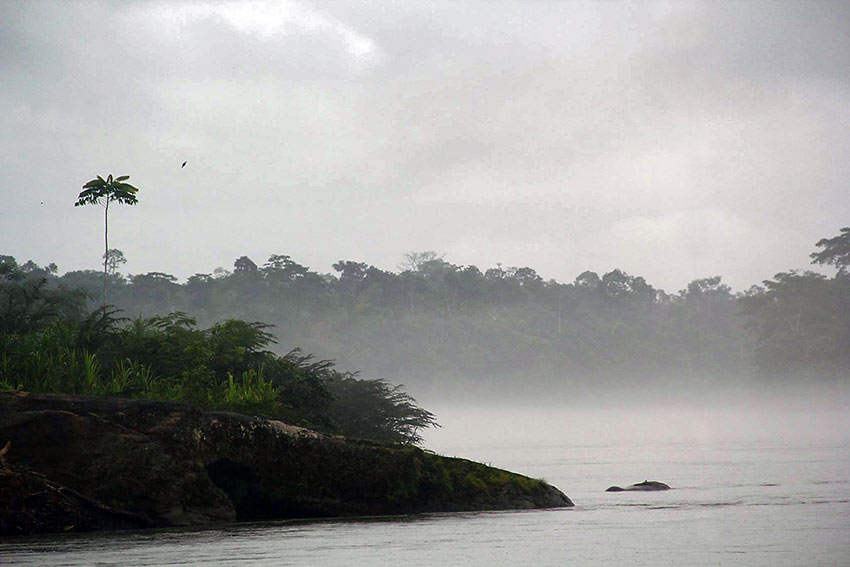 fog-covered river and forest