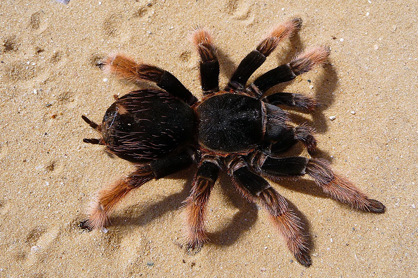 tarantula