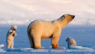 Svalbard polar bear and cubs