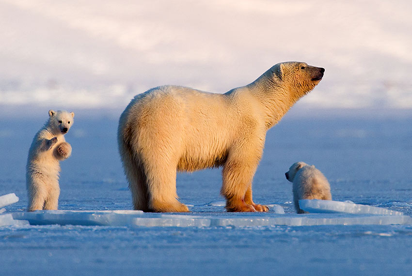 Svalbard polar bear and cubs