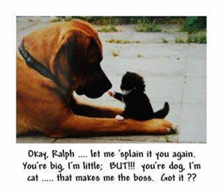 Parting Shot: Cat and Dog
