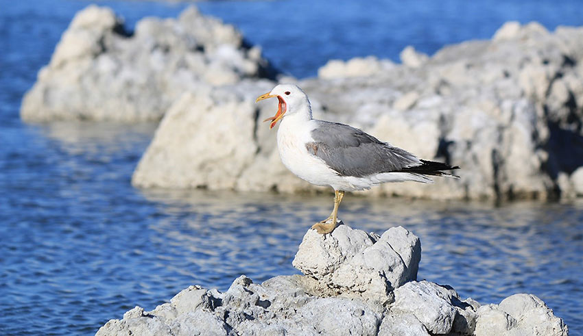 one of the 2 million birds that inhabit Mono Lake - a California vacation idea