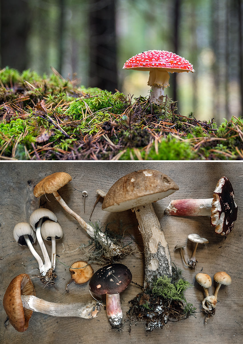 health foods: different kinds of mushroom