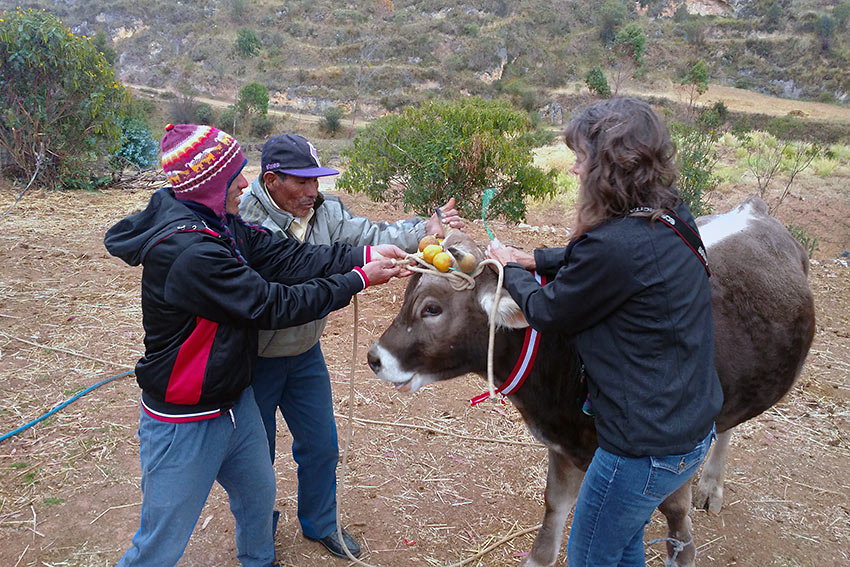 Santiago: placing ribbons and other decorations on a cow