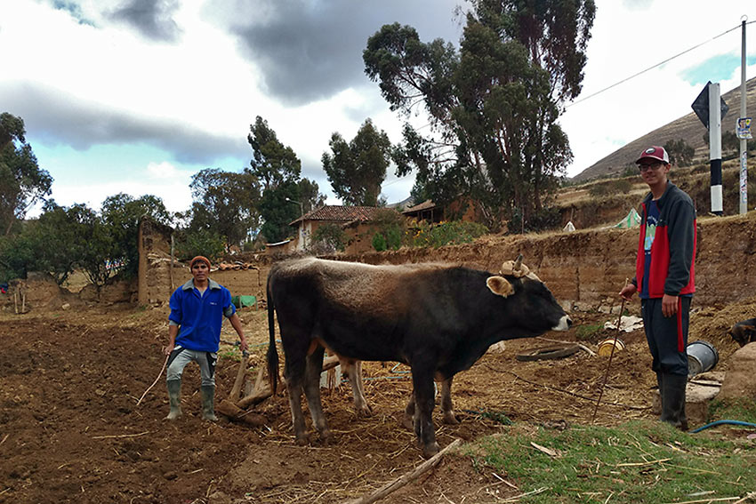 writer learning to plow the fields with a local