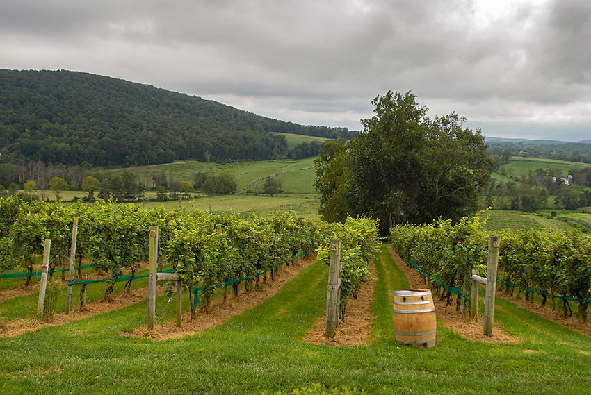 Loudoun County vineyard