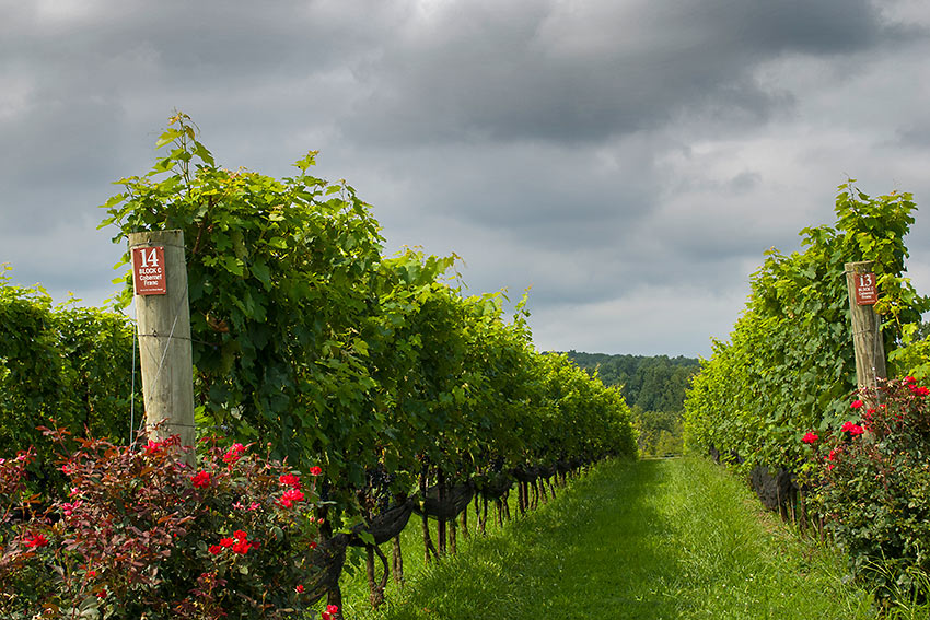 Stone Tower vineyards