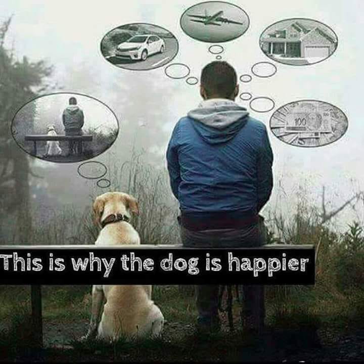 Good Thoughts: Why the dog is happier