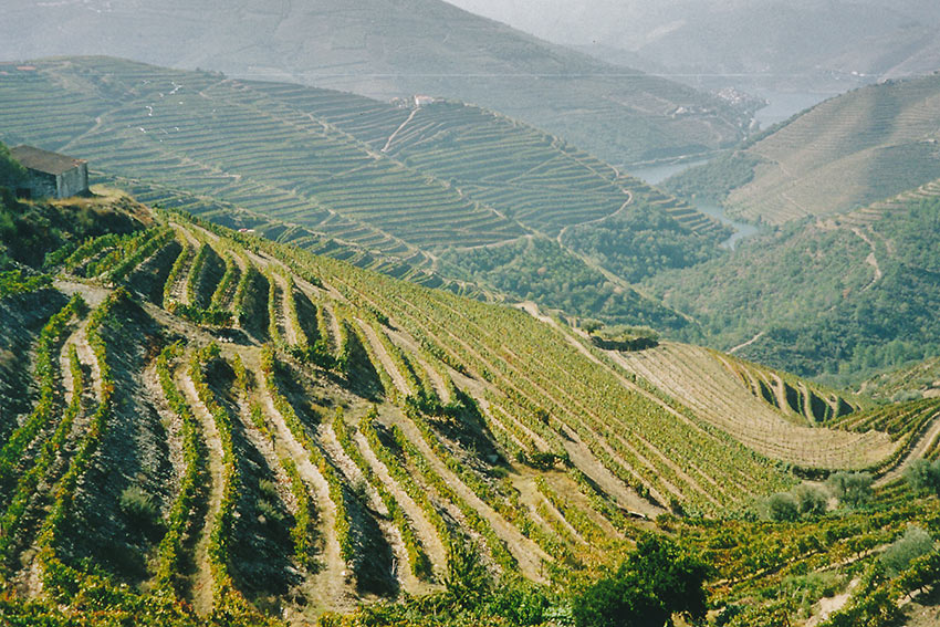 rows of vineyards, Portugal