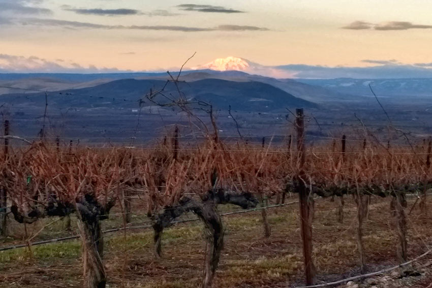 Roskamp Vineyard in winter