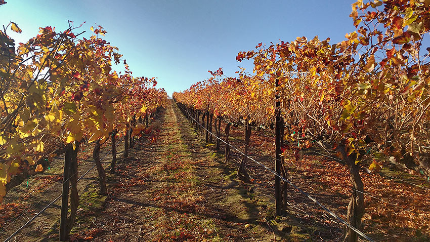 rows of grape vines at Roskamp Vineyard