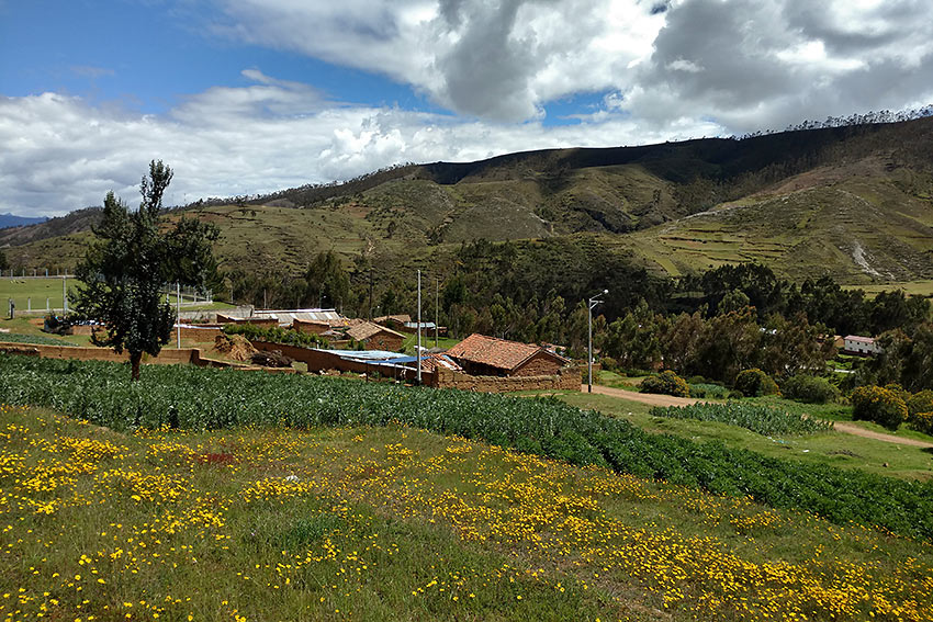 wildflowers blossom on a hill beside a village, Peru