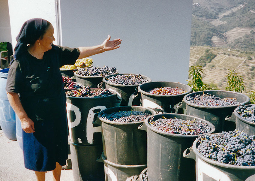 lady show casing her freshly picked grapes, Northern Portugal