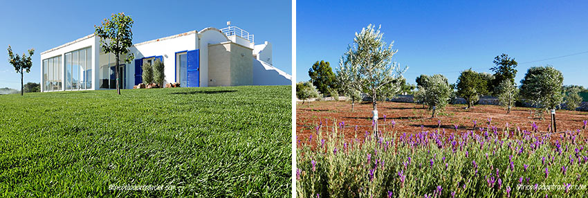 writer's home and olive grove at Valle d’Itria, Upper Salento, Puglia