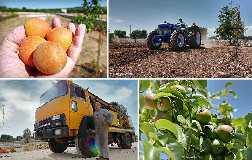 tending the olive groves near the writer's home