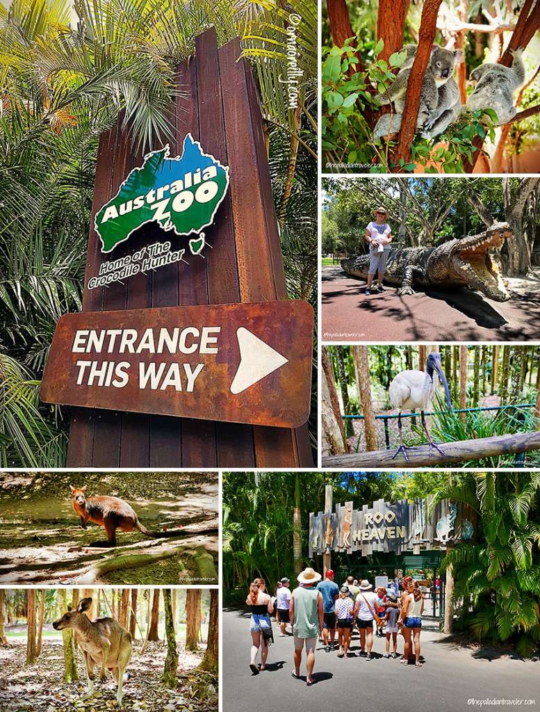 Discovering Australia’s Sunshine Coast At The Zoo Traveling Boy