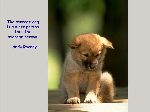 Heavy Thought of the Week: Average Dog