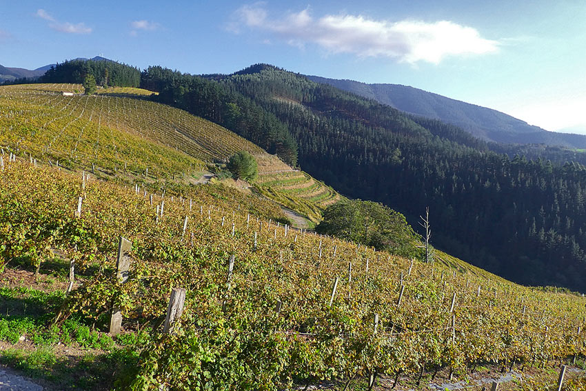 Bodega Berroja vineyard