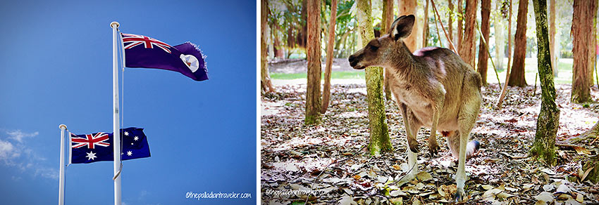 Australian flags and kangaroo