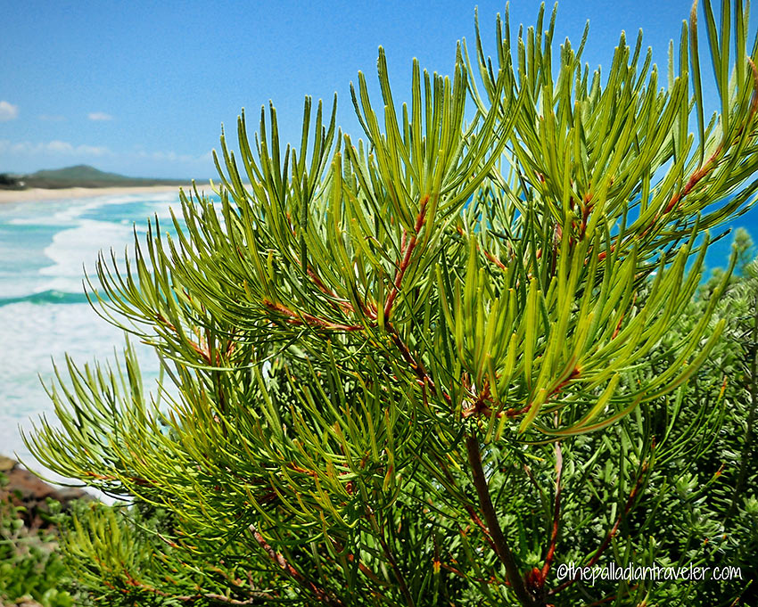 beach foliage, Coastal Pathway