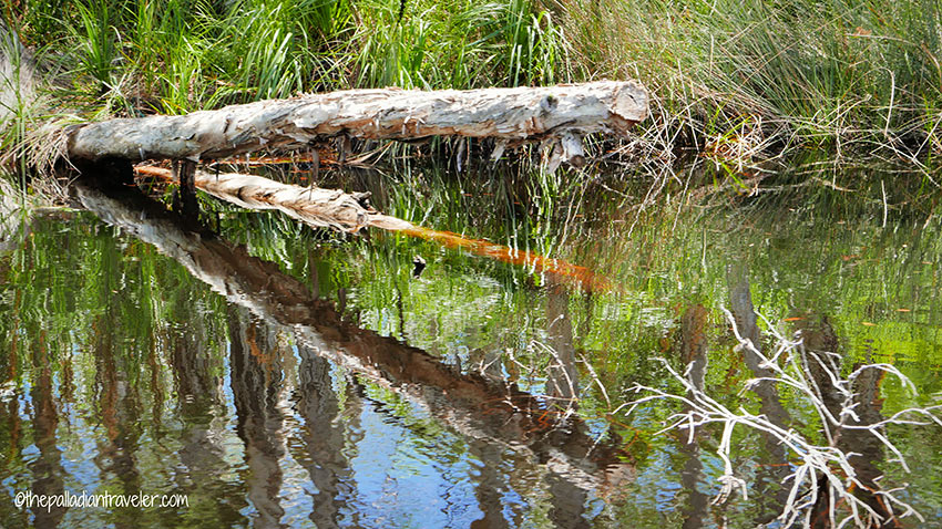 dead tree