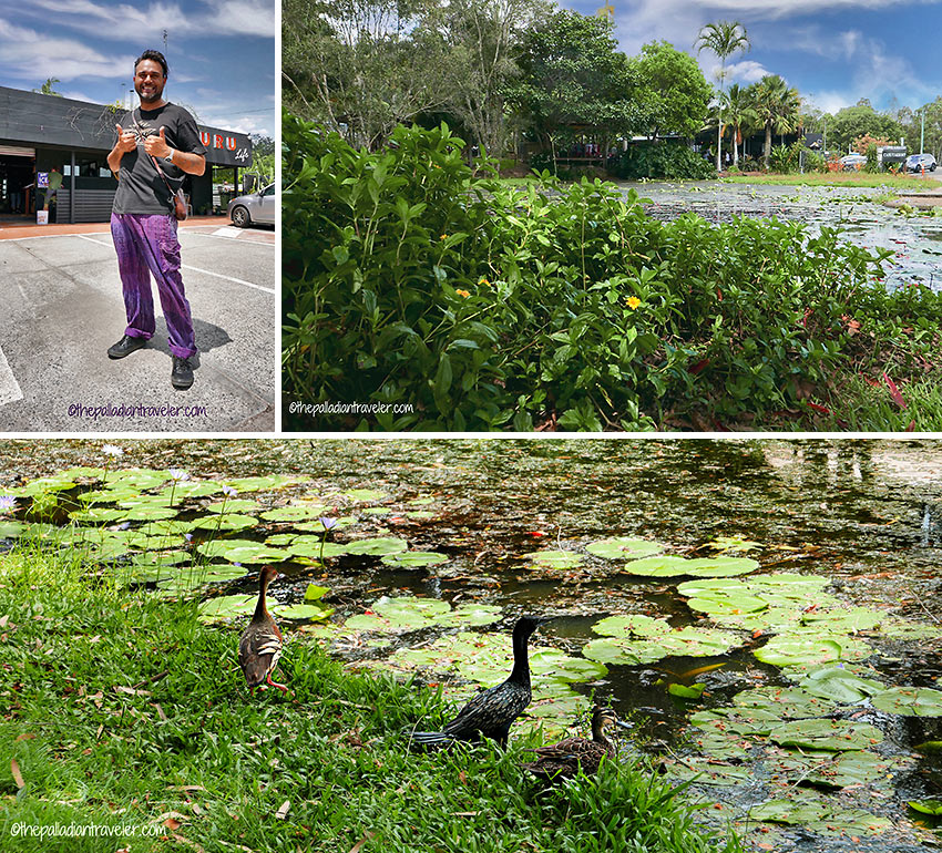 Jonny Bundellu and lily pad-filled duck pond surrounding the Guru Life