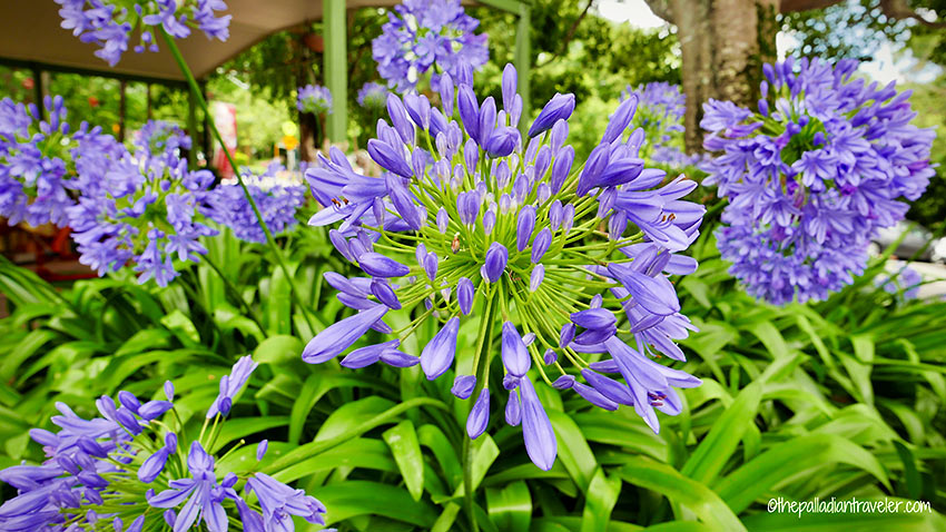 flowers at a garden in Montville