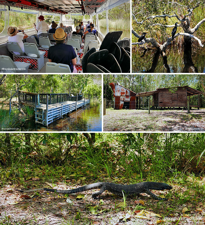 wetlands, a historic logger's camp and monitor lizard, Noosa Everglades