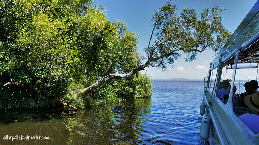 pontoon boat and glides deep into the Noosa Everglades