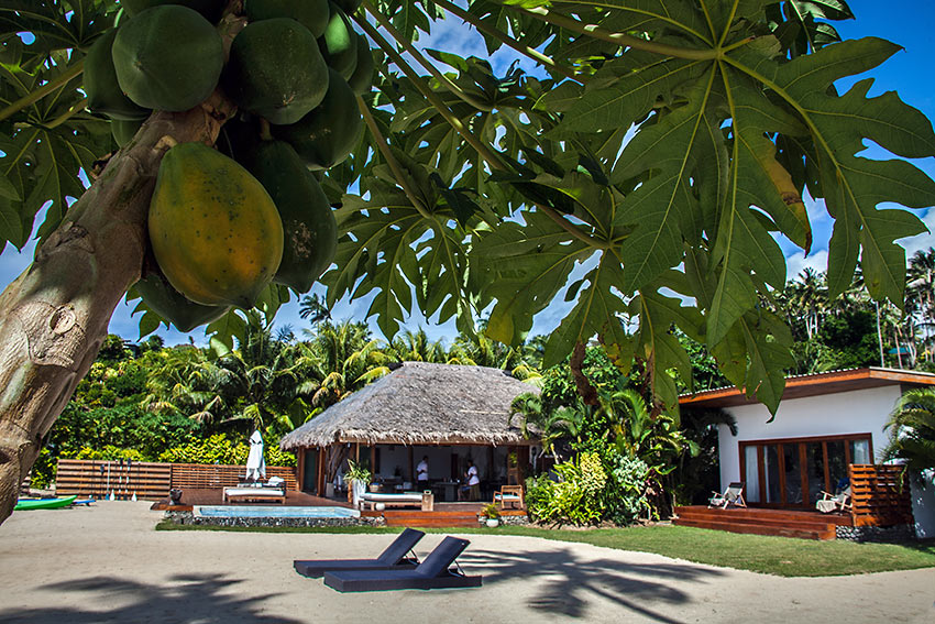papayas at Tides Reach with lodge and bungalows in the background, Taveuni Island