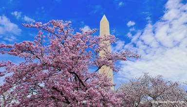 cherry blossoms and the Washington Monument