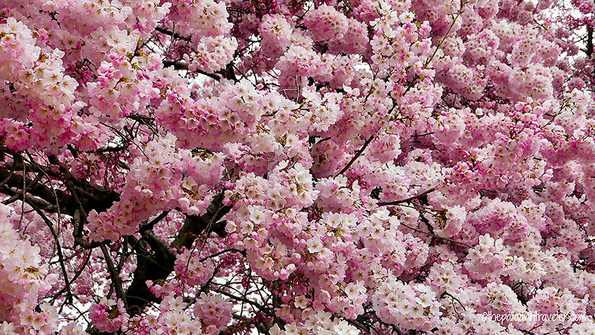 Japanese cherry tree blossoms