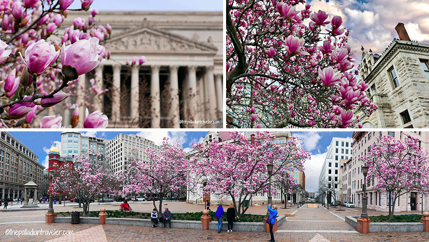 cherry blossoms in different parts of Washington DC