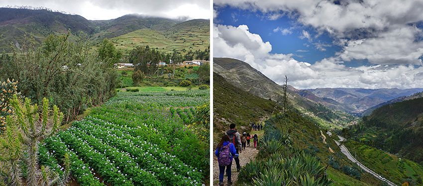 vegetable field in Huaricola and walking to a nearby town