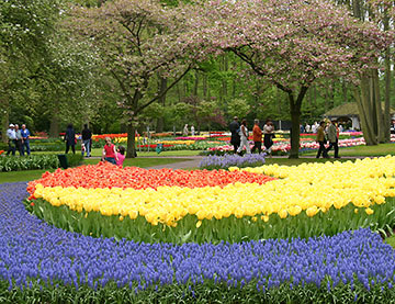 tulips at Keukenhof