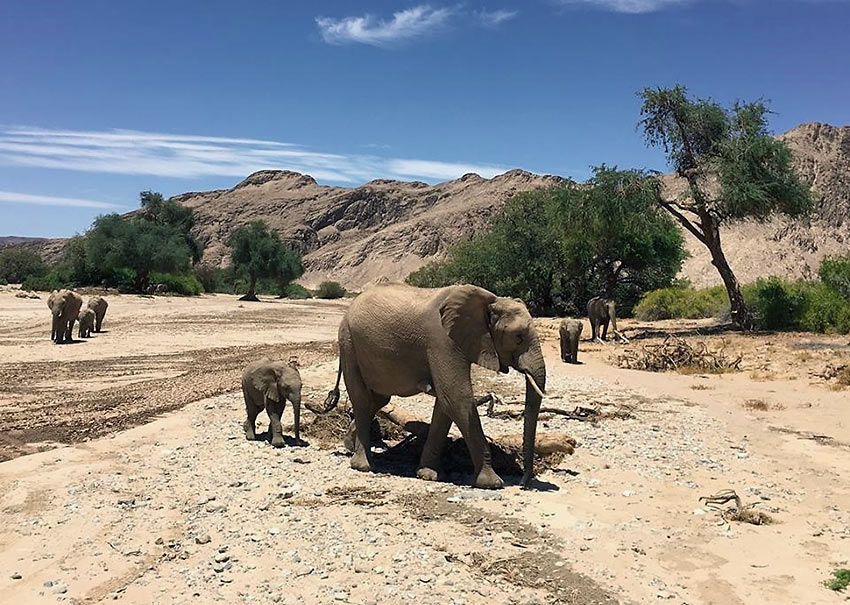 desert elephants at the Skeleton Coast