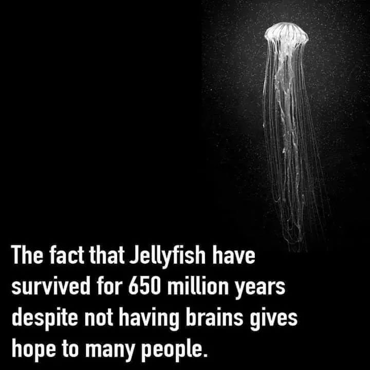 Parting Shot: Jellyfish
