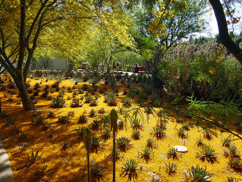 desert-oasis garden at Sunnylands, Palm Springs, CA