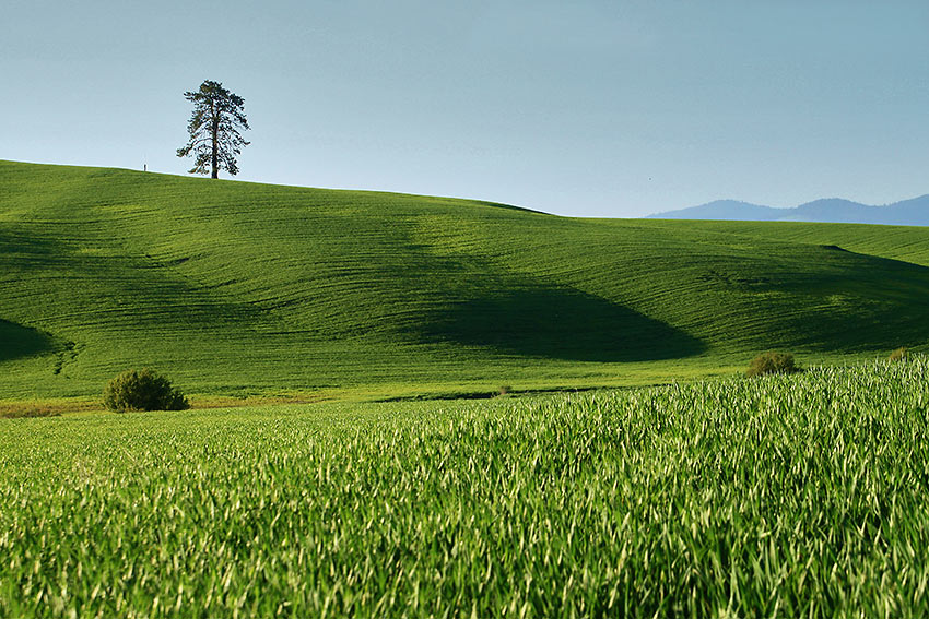 The Palouse, Washington State