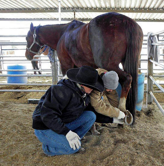 writer cleaning hoofs at Arizona Cowboy College