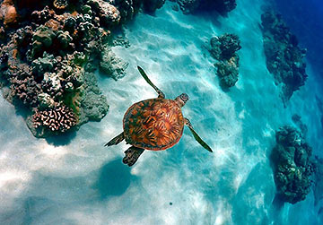 sea turtle in Hawaii