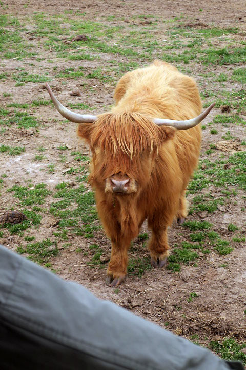 Scottish Highland cow