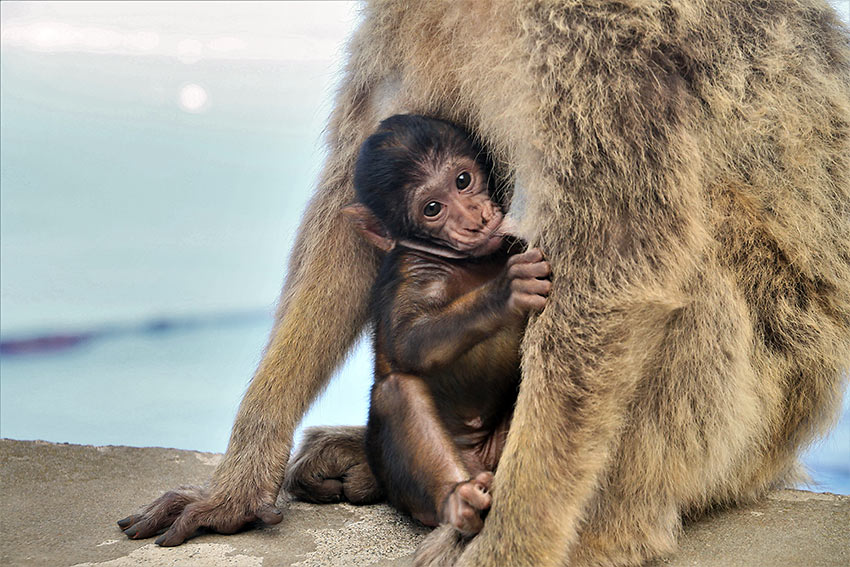 baby monkey with it mother, Gibraltar