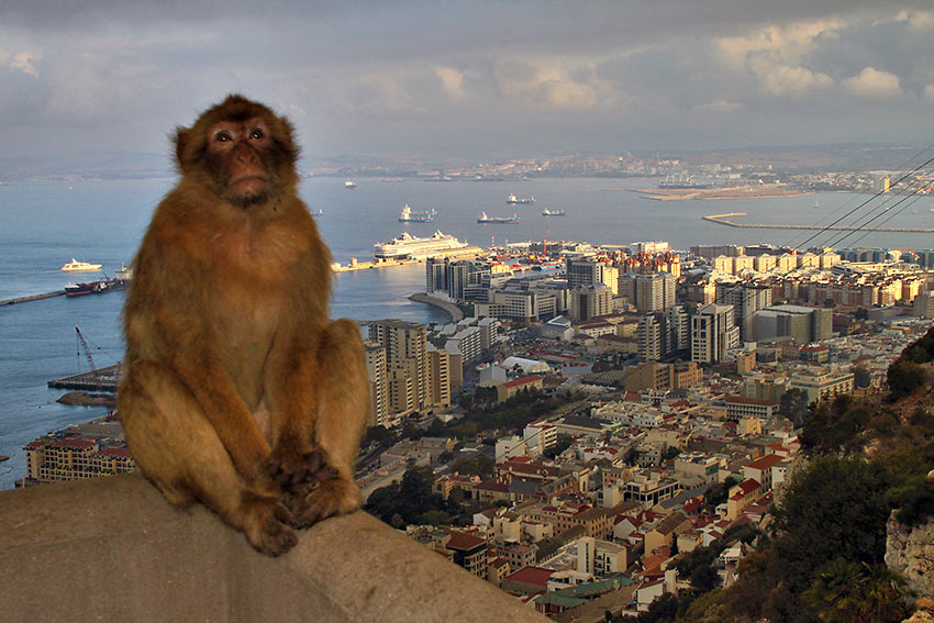 Barbary monkey with the ms Veendam and the Strait of Gibraltar in the background