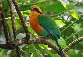 colorful Costa Rica bird