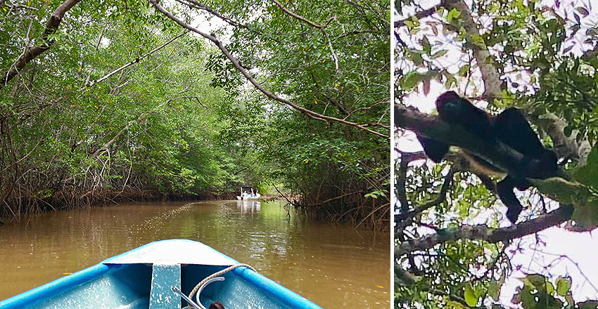 mangrove swamp and howler monkey on a Conchita Jungle Tour