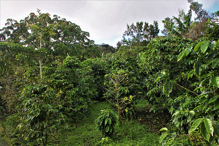 coffee fields, Monteverde