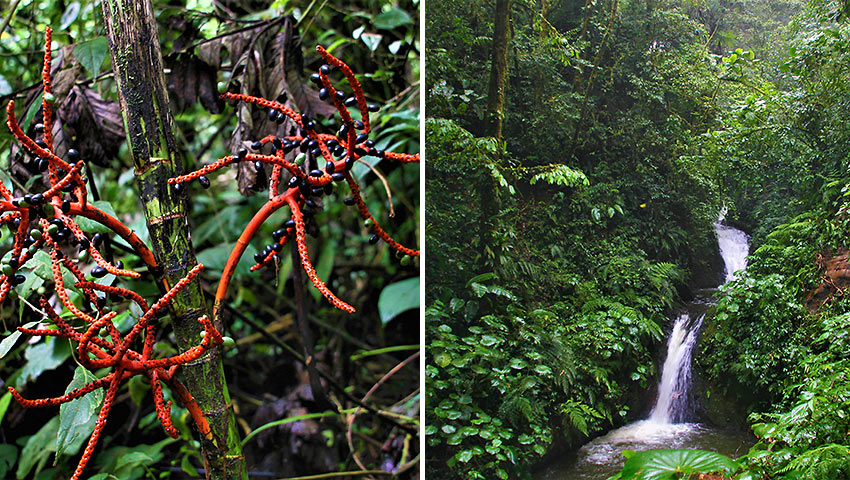 the cloud forest at Monteverde