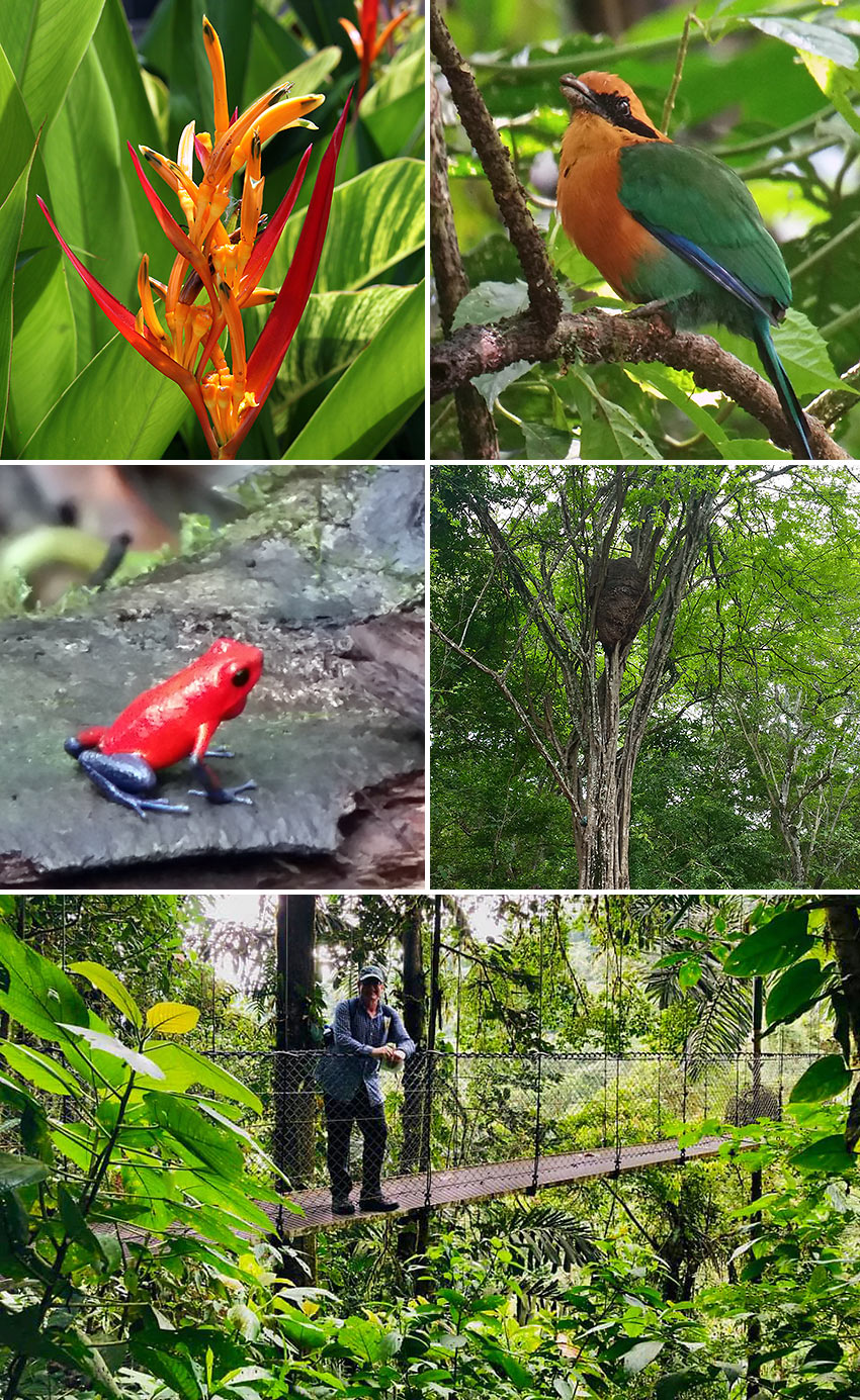 Costa Rica rainforest fauna, flora and a hanging bridge